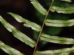 Blechnum occidentale