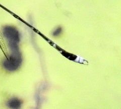 Lestes tridens