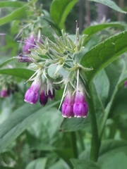 Symphytum officinale