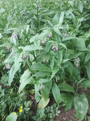 Symphytum officinale