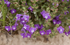 Scutellaria wrightii