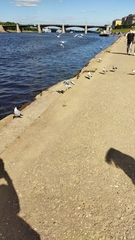 Chroicocephalus ridibundus