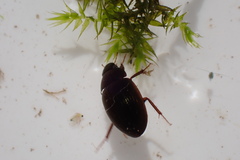 Hydrobius