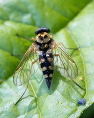 Chrysopilus ornatus