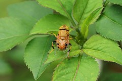 Eristalinus flavus