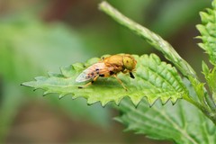 Eristalinus flavus