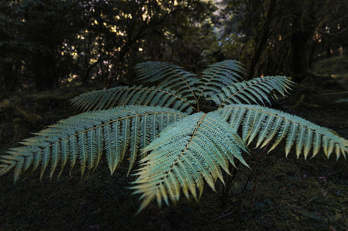 Pteris wallichiana iNat (3)