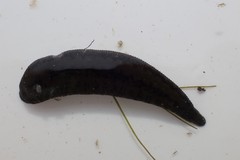 Haemopis sanguisuga