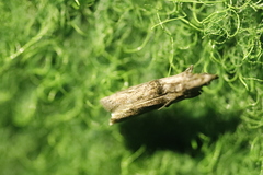 Trachonitis cristella