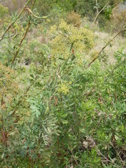 Notobubon laevigatum