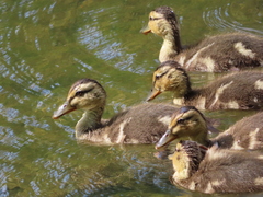 Anas platyrhynchos