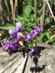 Solanum dulcamara