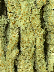 Brigantiaea leucoxantha