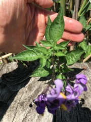 Solanum dulcamara