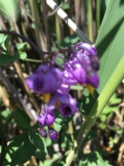 Solanum dulcamara