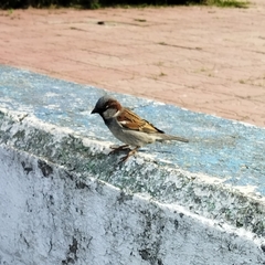 Passer domesticus