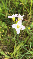 Cardamine pratensis