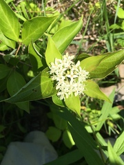 Cornus