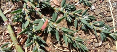 Polygonum