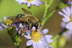 Polydontomyia curvipes