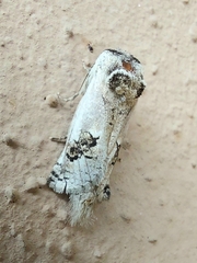 Parahypopta caestrum