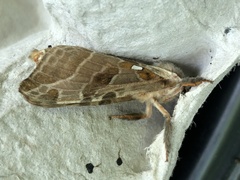 Sthenopis argenteomaculatus