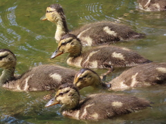 Anas platyrhynchos
