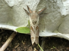 Sthenopis argenteomaculatus