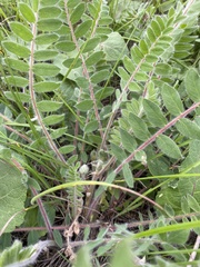 Astragalus dasyanthus