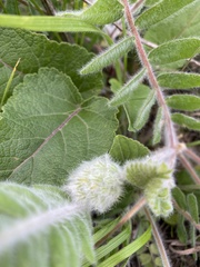 Astragalus dasyanthus