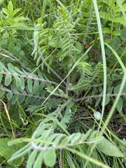 Astragalus dasyanthus