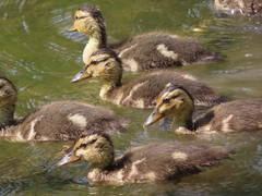 Anas platyrhynchos