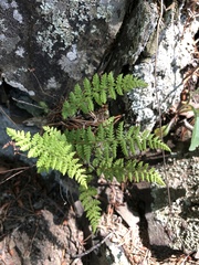 Woodsia appalachiana