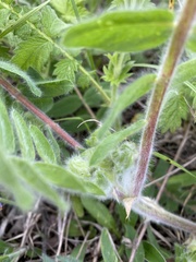 Astragalus dasyanthus