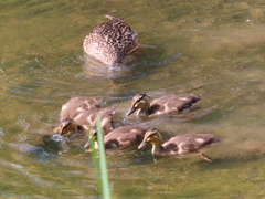Anas platyrhynchos
