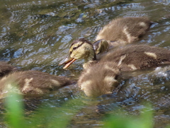 Anas platyrhynchos