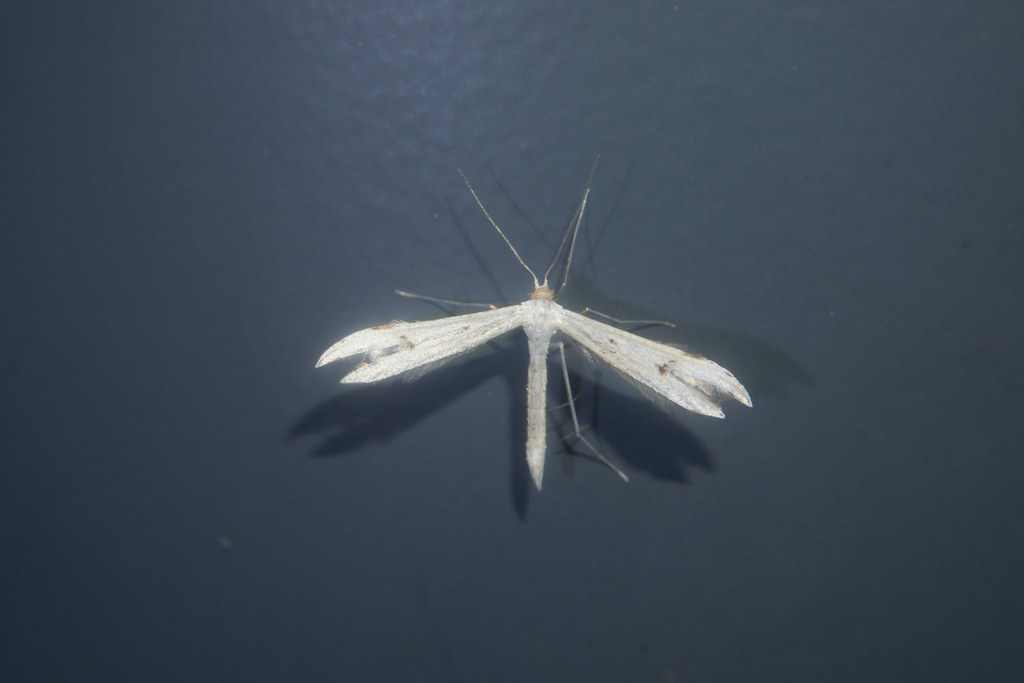 Hellinsia ishiyamanus