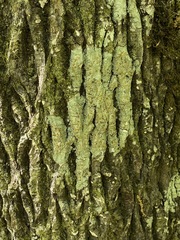 Brigantiaea leucoxantha