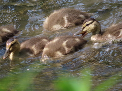 Anas platyrhynchos