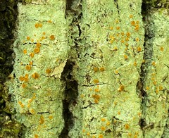 Brigantiaea leucoxantha