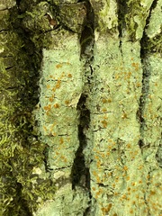 Brigantiaea leucoxantha