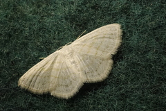 Scopula caricaria