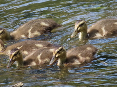 Anas platyrhynchos