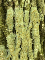 Brigantiaea leucoxantha