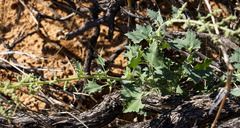 Chenopodium hederiforme