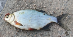 Blicca bjoerkna