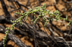 Chenopodium hederiforme