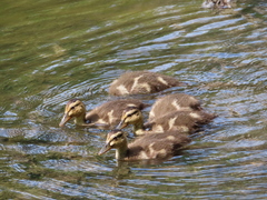 Anas platyrhynchos