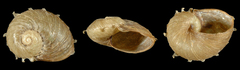 Paryphantopsis lebasii image