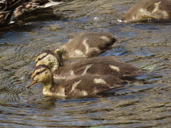 Anas platyrhynchos